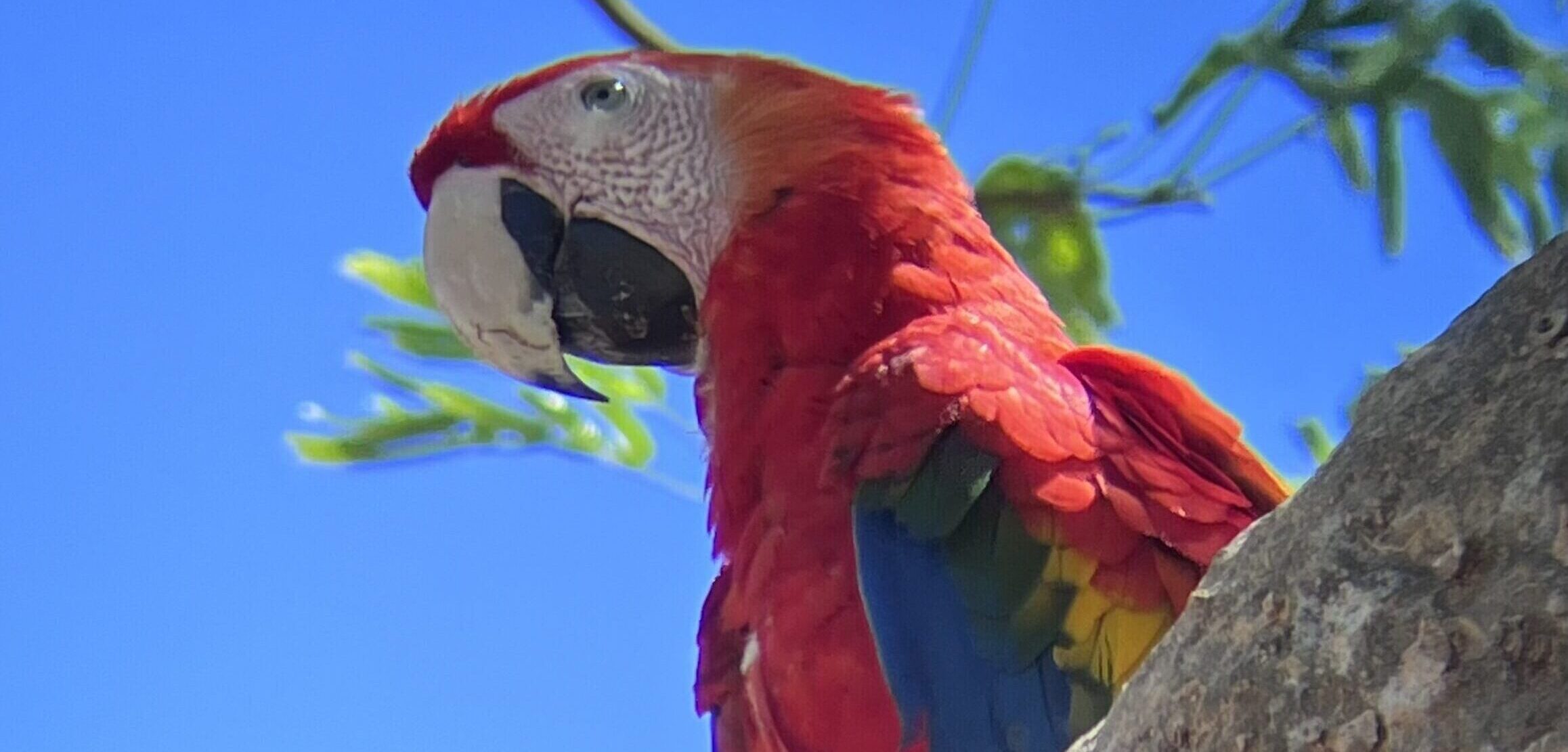 Safari Boat Tour at Palo Verde National Park,